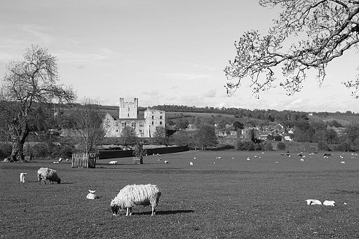 Yorkshire Sheep